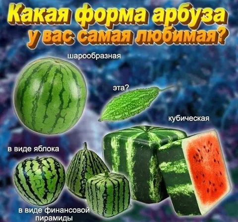Любимая форма арбуза