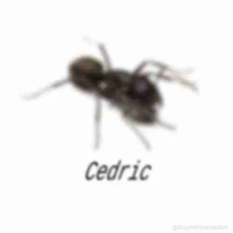 Ant Named Cedric