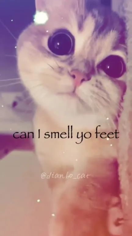 Can I Smell Your Feet Cat