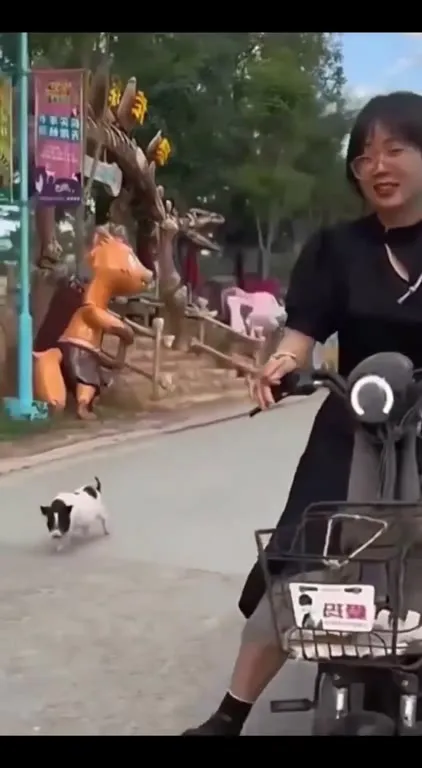 Обезьяна едет на собаке