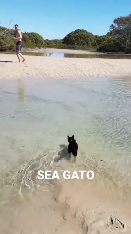 Sea Gato Swims Like a Seal