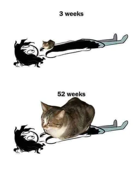 Cat Gets Comfortable Over Time