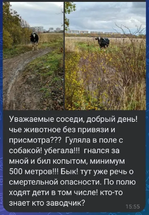 Бык гоняется за собакой