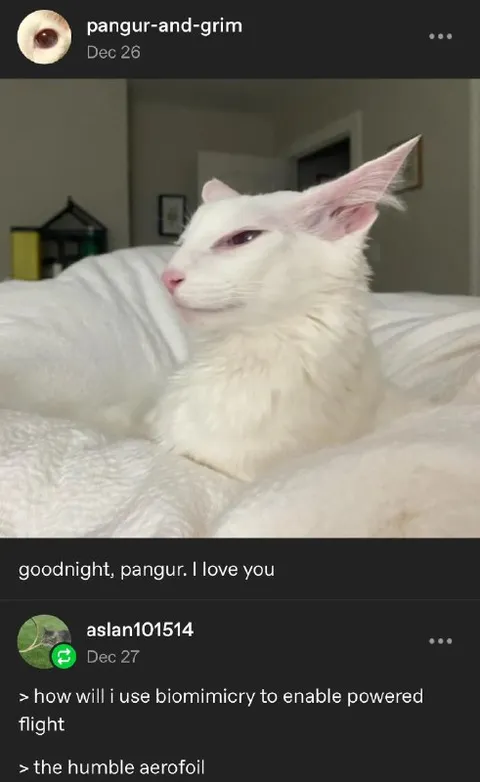 Humble Aerofoil Cat