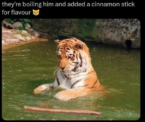 Boiling Tiger Cinnamon Stick
