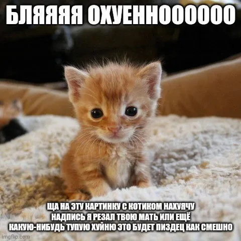 Охуенный котик с тупой подписью