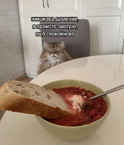 Кот просто смотрит на борщ