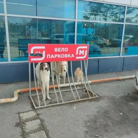 Собаки на велопарковке