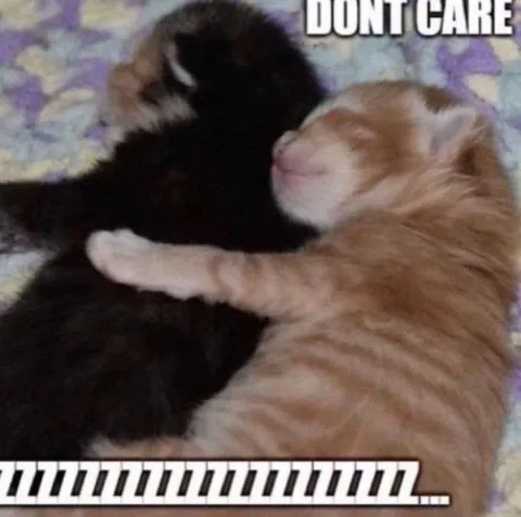 Don't Care Hugging Kittens