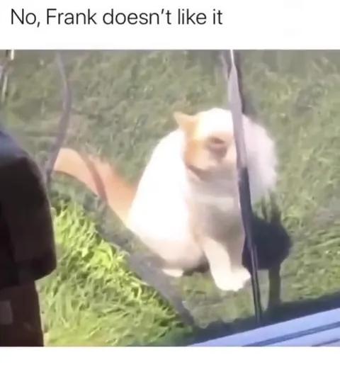 Frank doesn’t like it