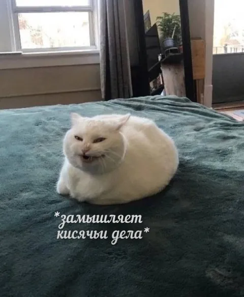 Кот замышляет кисячьи дела
