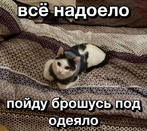Кот под одеялом