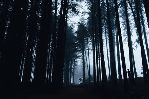 Туманный лес из Silent Hill