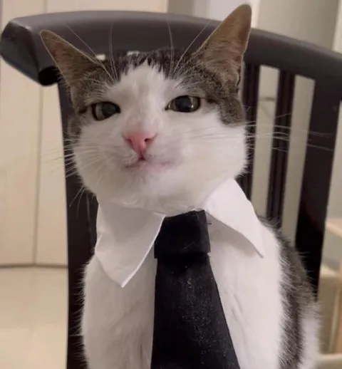 Кот в деловом костюме
