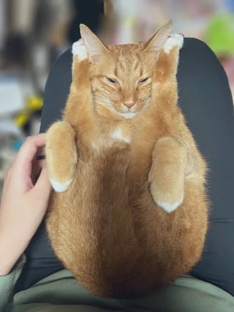 Сонный кот на коленях