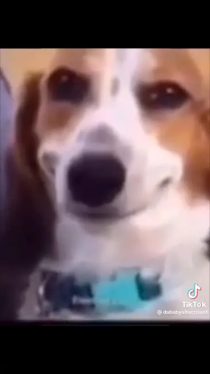 Dog Hears the Game Audio