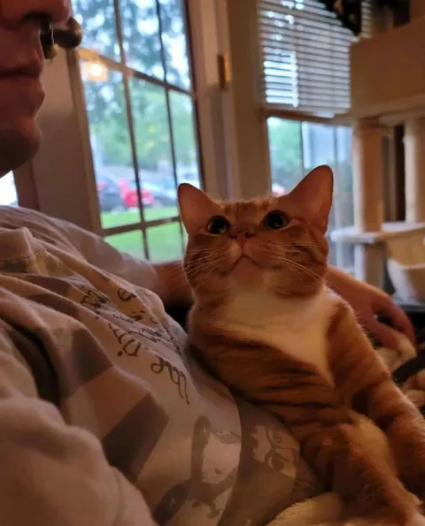 Кот с серьёзным взглядом