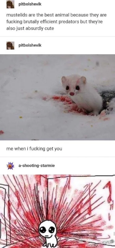 Cute Mustelid Gets You
