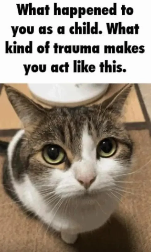 Childhood Trauma Cat Reaction