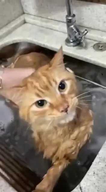Рыжий кот в раковине