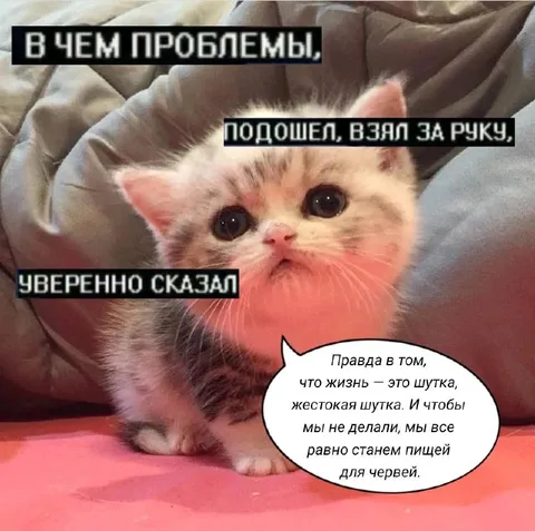 Котёнок о жестокой жизни
