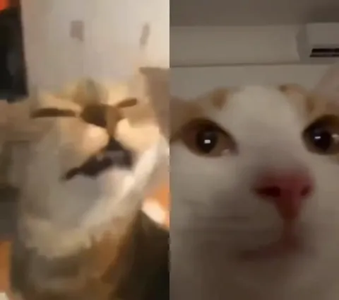 Поющий кот и строгий взгляд