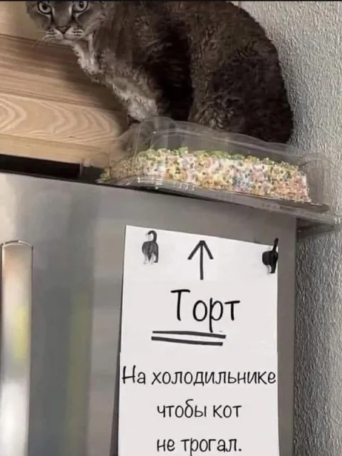 Кот всё равно добрался до торта