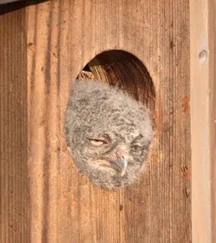 Кот застрял в двери