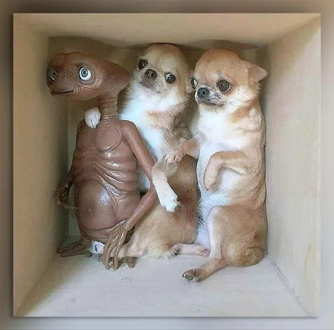 Инопланетянин среди чихуахуа