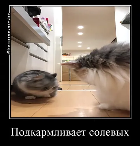 Подкармливает солевых котов