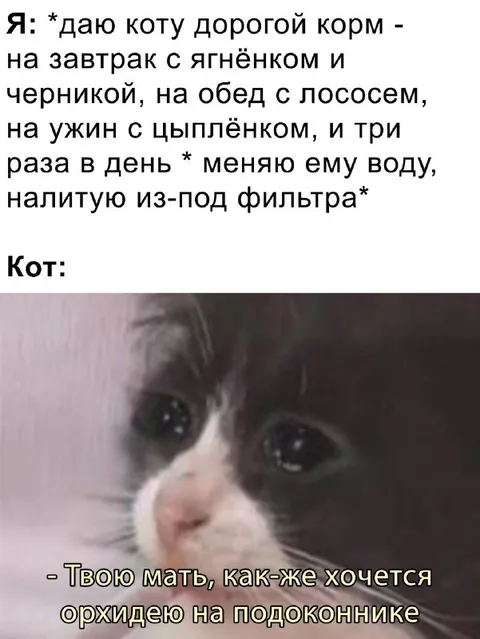 Кот хочет орхидею на подоконнике