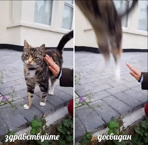 Кот поздоровался и исчез