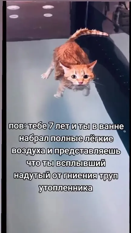Кот изображает всплывший труп