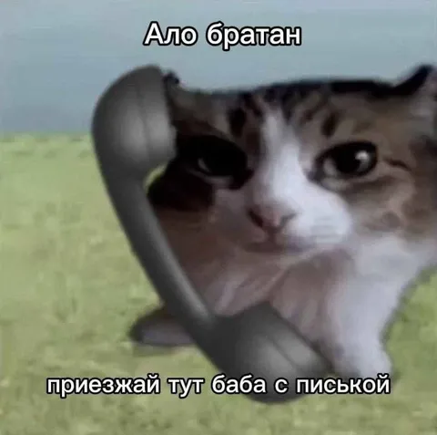 Кот звонит братану