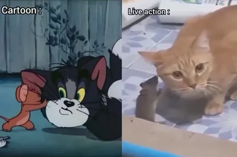 Cartoon Cat Versus Real Cat