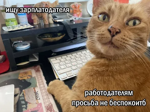Кот ищет зарплатодателя