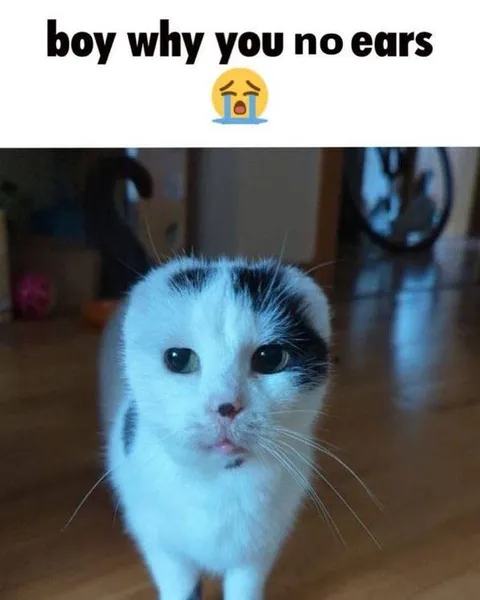 Boy Why You No Ears Cat