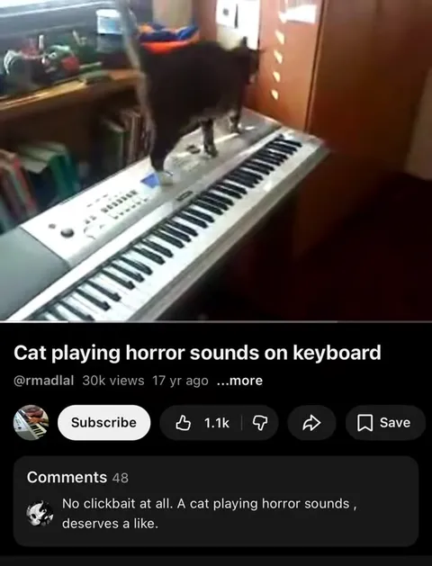 Cat Playing Horror Sounds on Keyboard