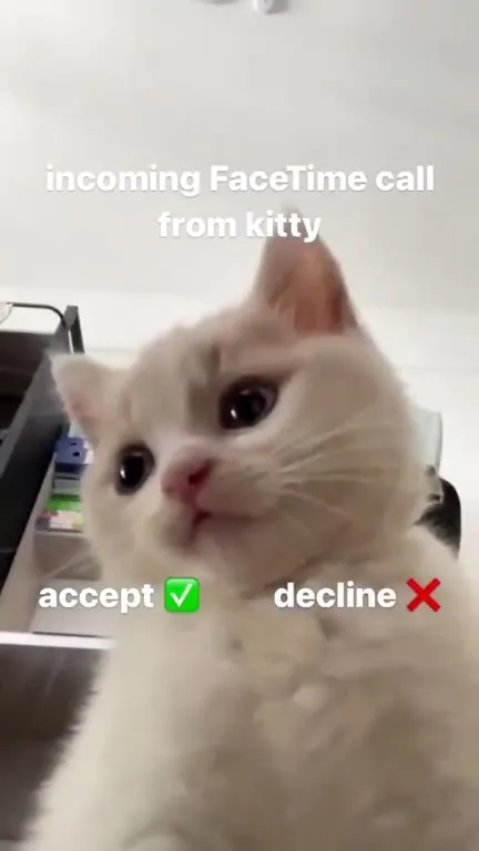Incoming FaceTime Call From Kitty