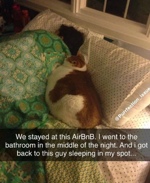 Cat Steals My AirBnB Spot
