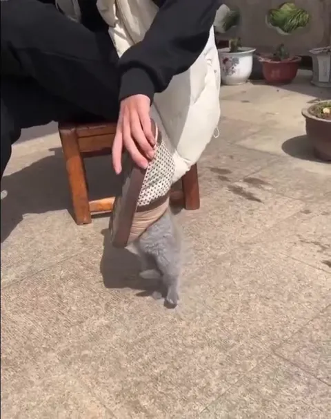 Котёнок не выходит из тапка