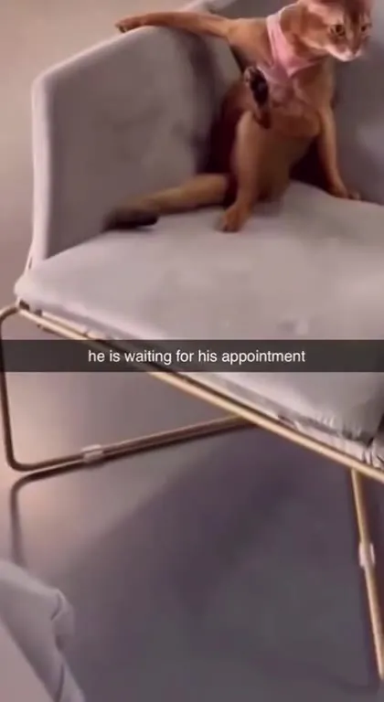 Cat Waiting for His Appointment