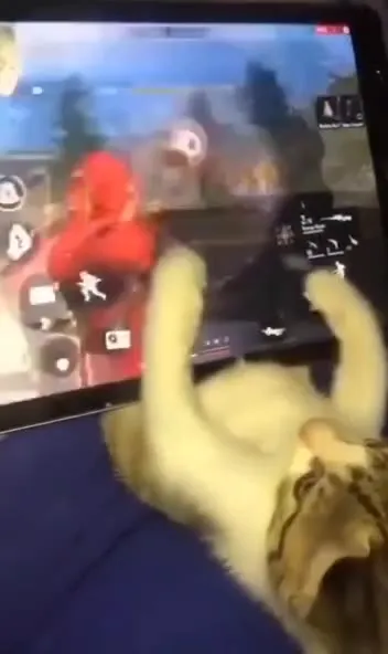 Кот играет лапой в шутер