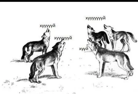 Волки кричат хуууууй