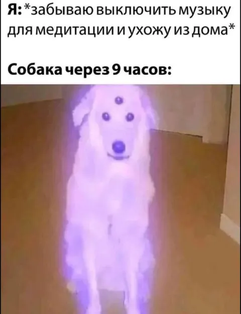Собака ждёт после медитации