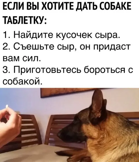 Собака требует сыр