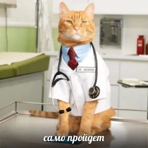 Само пройдёт у доктора-кота