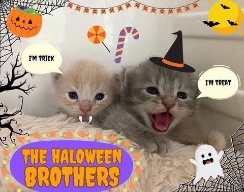 Halloween Brothers Trick or Treat