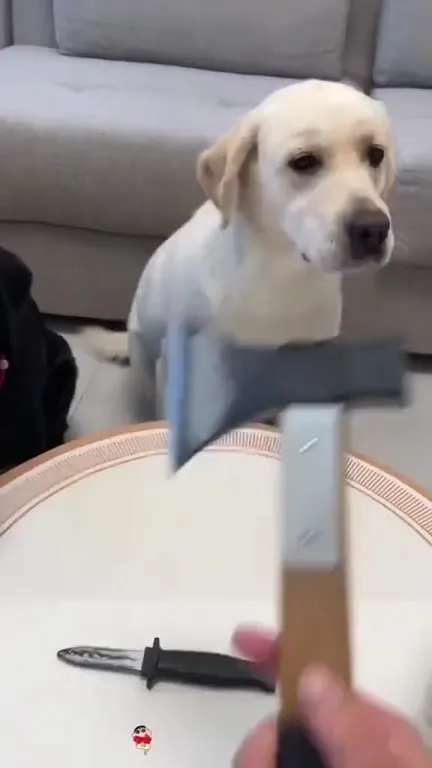 Dogs Compete for the Game