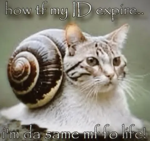 Cat With Expired ID